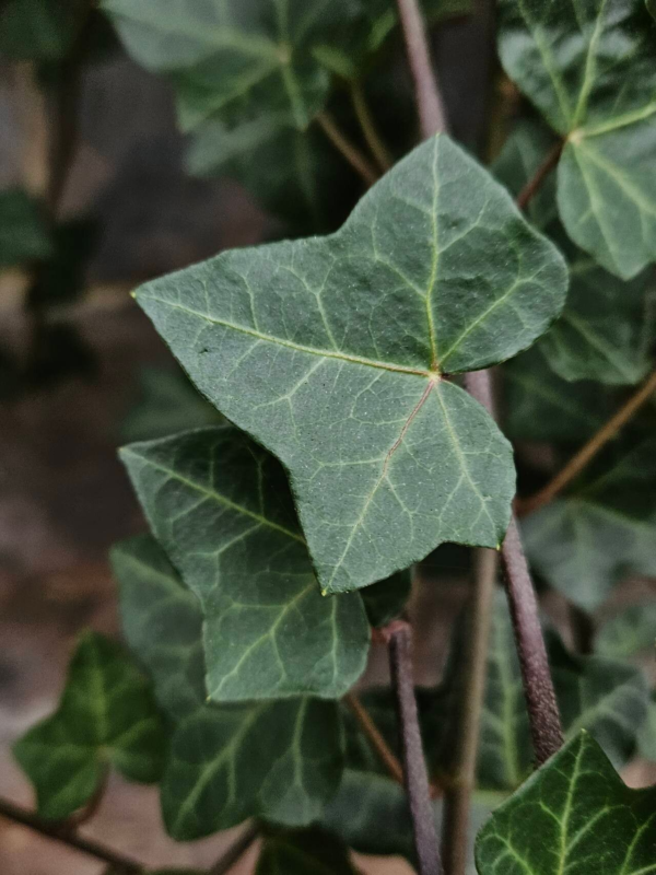 Hidra Variegada M12 - Imagen 2