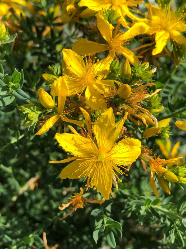 Hypericum 4 LTS