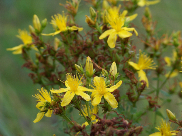 Hypericum 4 LTS - Imagen 2