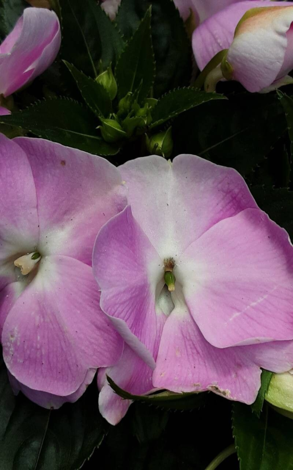 Alegría del Hogar - Impatiens M13