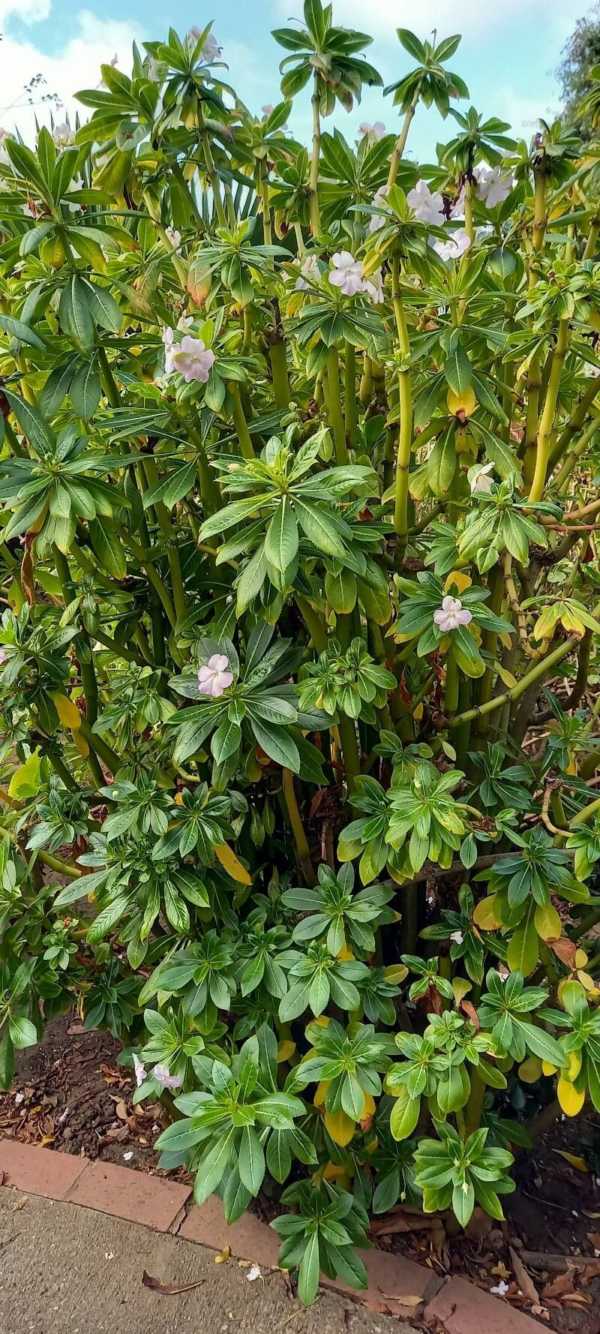 Alegría del Hogar - Impatiens M13 - Imagen 2