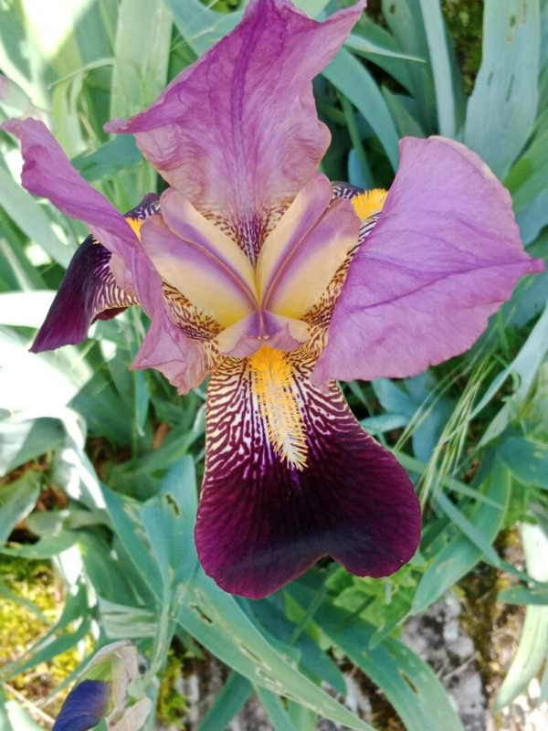 Iris Germánica 3 LTS - Imagen 3