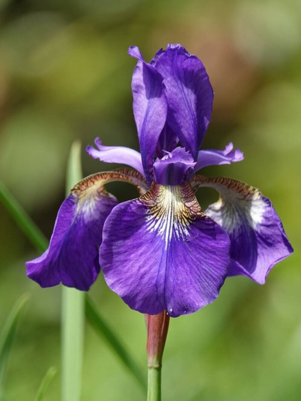 Iris Germánica 3 LTS