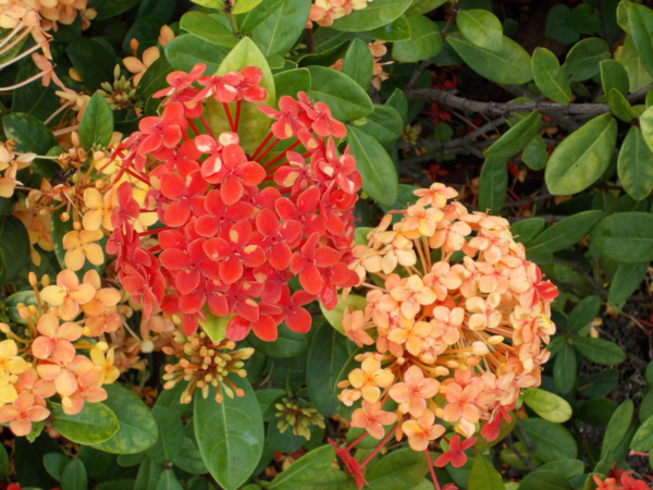 Ixora 3 LTS