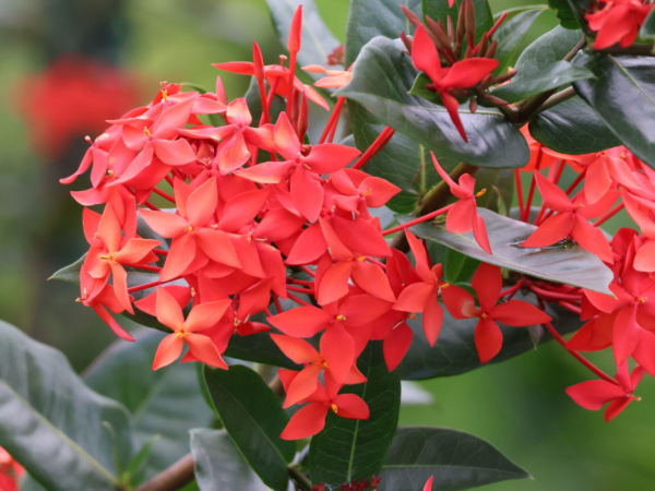 Ixora 3 LTS - Imagen 2