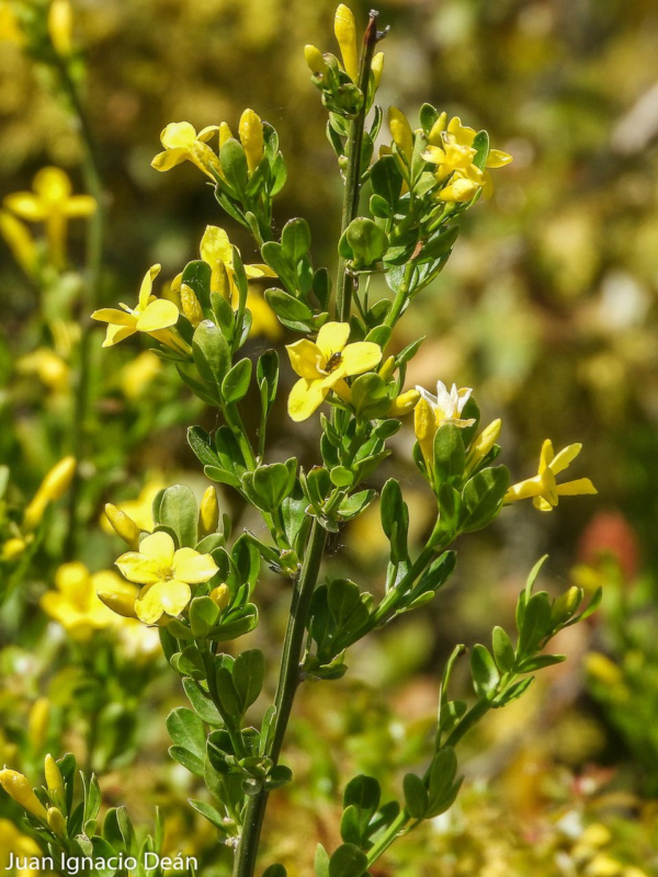 Jazmín Amarillo 3 LTS