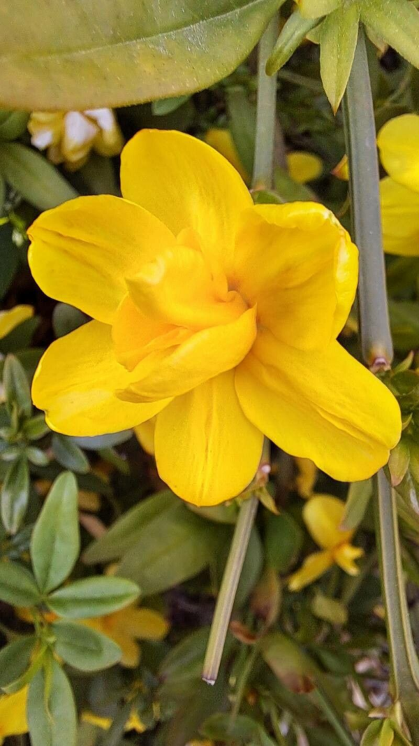 Jazmín Amarillo 3 LTS - Imagen 2