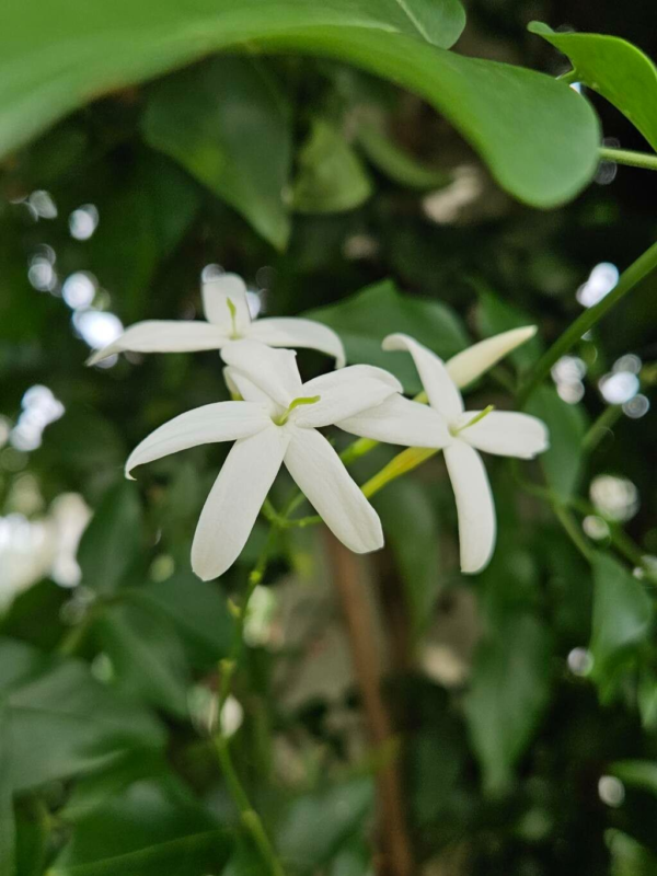 Jazmín Nitidum 4 LTS