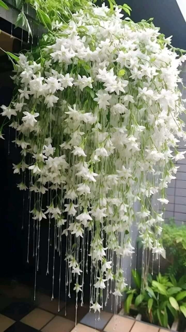Jazmín Nitidum 4 LTS - Imagen 2