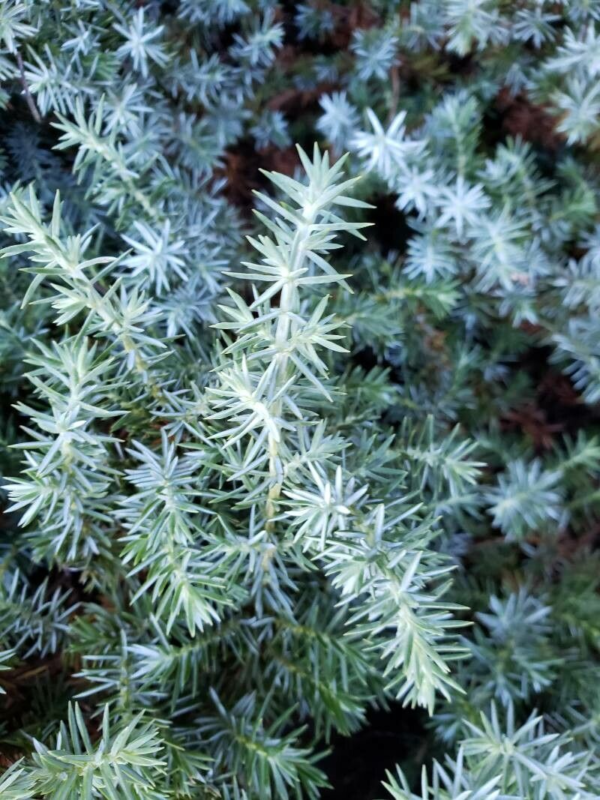 Juniperus "Blue Chip" 4 LTS