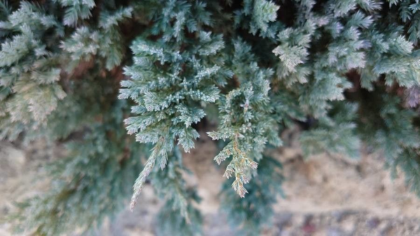 Juniperus "Blue Chip" 4 LTS - Imagen 2
