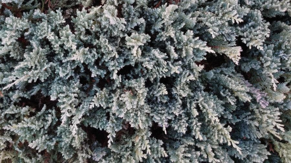 Juniperus "Blue Chip" 4 LTS - Imagen 3