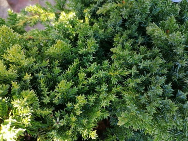 Juniperus Procumbens 4 LTS