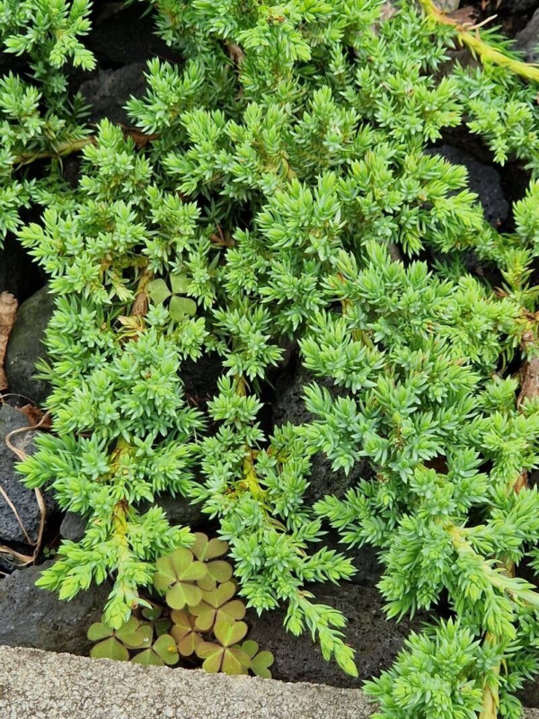 Juniperus Procumbens 4 LTS - Imagen 2