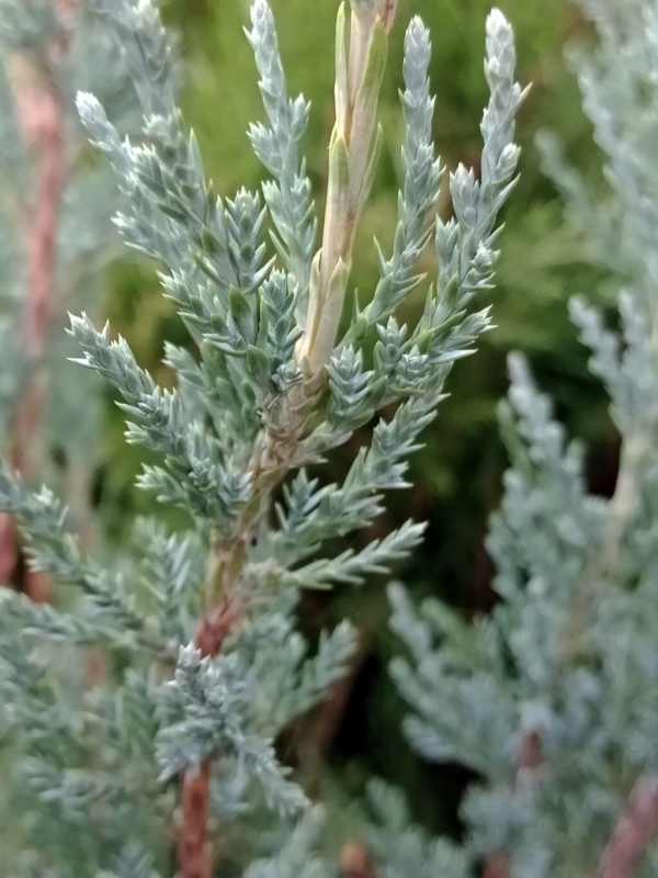 Juniperus Scopulorum 10 LTS
