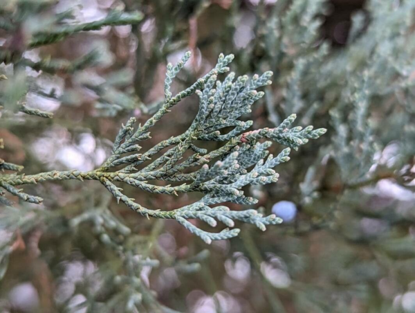 Juniperus Scopulorum 10 LTS - Imagen 2