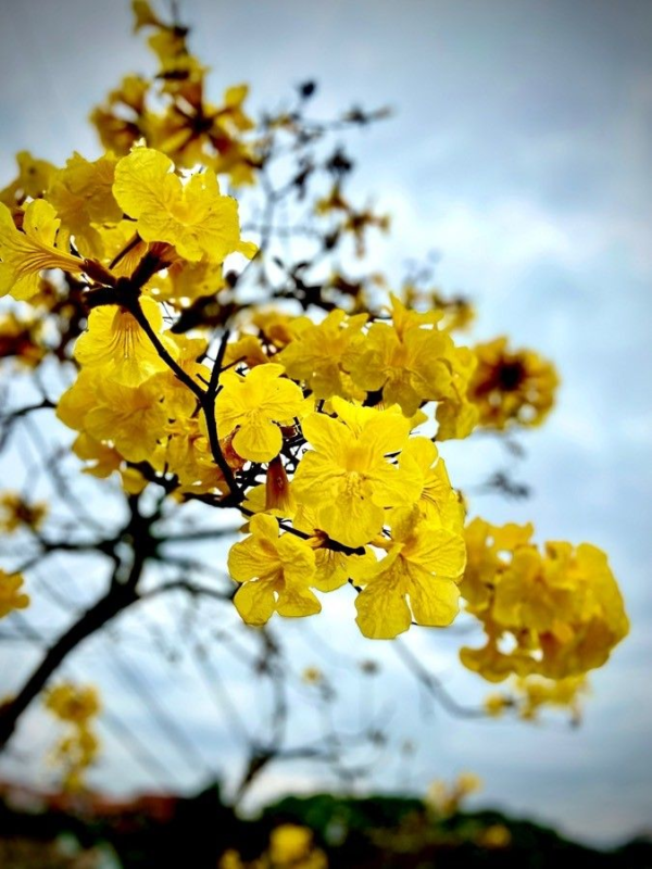 Lapacho Amarillo