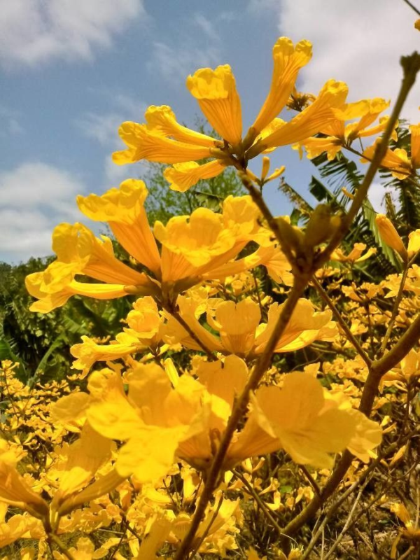 Lapacho Amarillo - Imagen 2