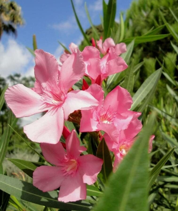 Laurel de Flor Enano 'Petit Salmon' 4 LTS - Imagen 2