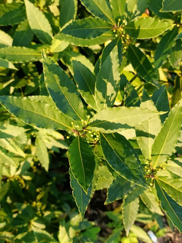 Laurel 'Aurea'