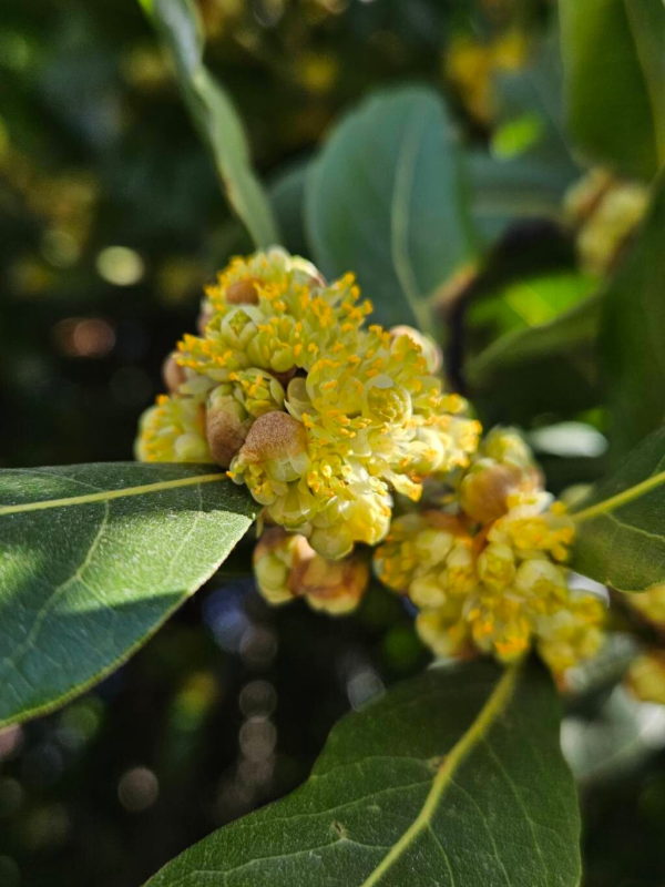 Laurel 'Aurea' - Imagen 2