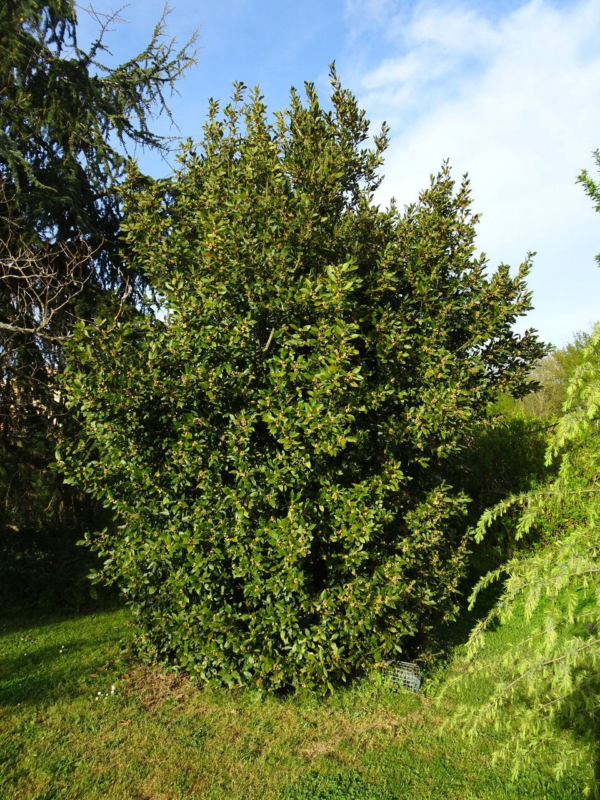 Laurel 'Aurea' - Imagen 3