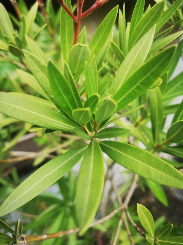 Laurel 'Petit' 3 LTS