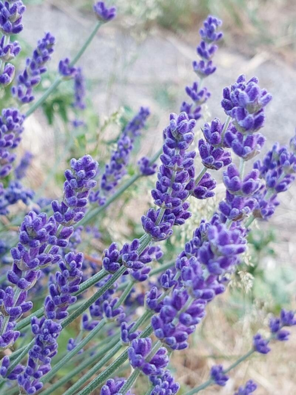 Lavanda angustifolia 3 LTS