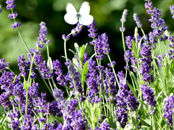 Lavanda angustifolia 3 LTS - Imagen 2