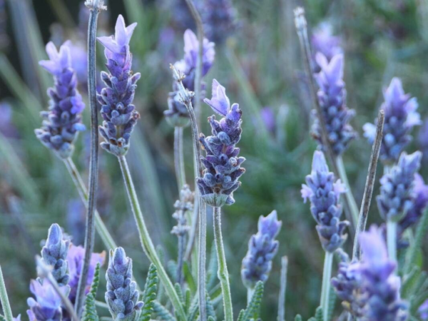 Lavanda dentata M12
