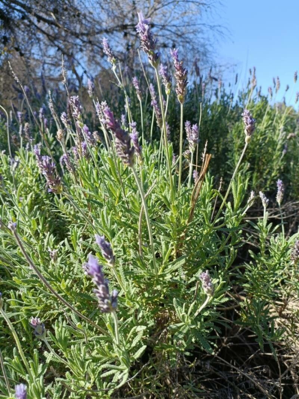Lavanda dentata M12 - Imagen 2