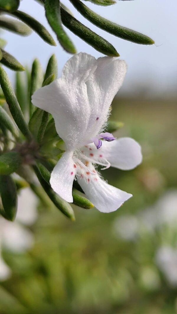Westringia Blanca 4 LTS