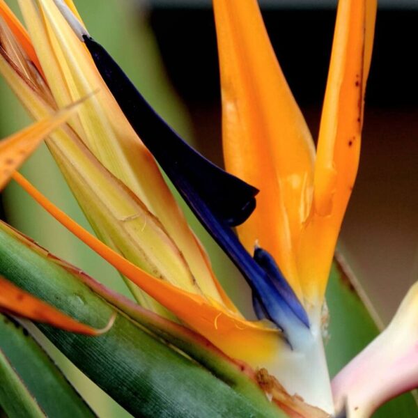 Strelitzia reginae - Ave del Paraíso 15 LTS