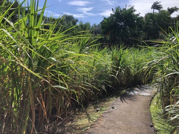 Saccharum Rubra 7 LTS - Imagen 2