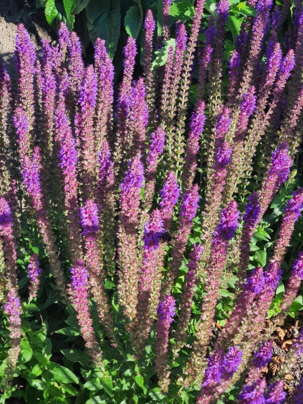 Salvia Nemorosa New Dimension Blue 3 LTS - Imagen 2