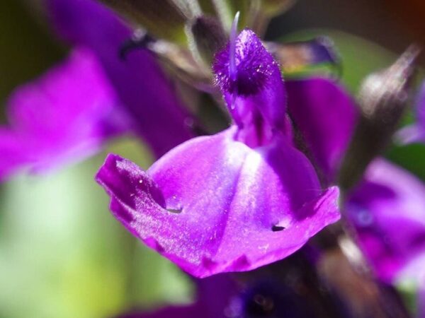 Salvia Gregui - Salvia greggii 3 LTS - Imagen 3