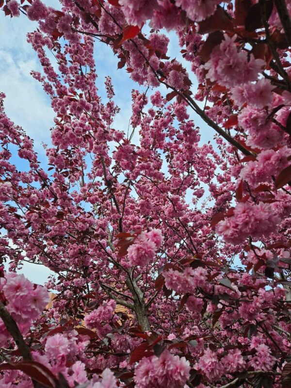 Cerezo Japonés - Sakura - Imagen 2