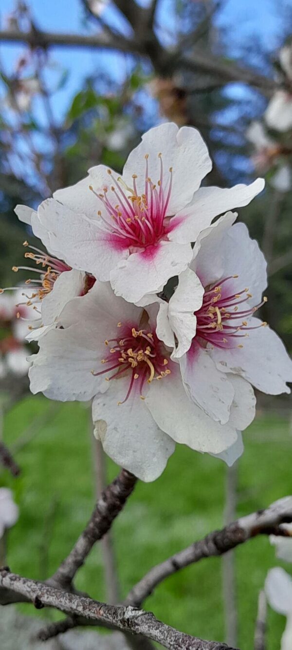 Almendro - Prunus amygdalus 10 LTS - Imagen 3