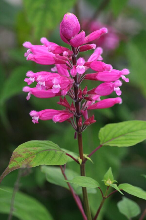 Salvia Involucrata Chica - 3 LTS