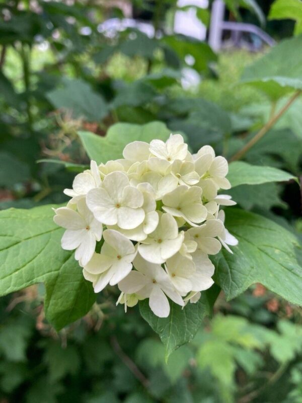 Viburnum 4 LTS
