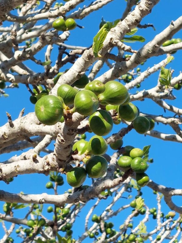 Higuera de Napole 15 LTS