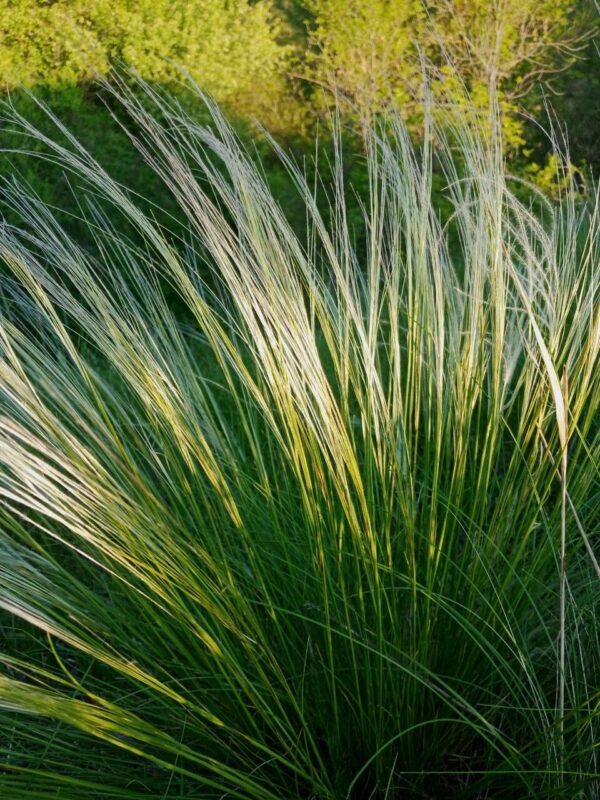 Stipa - Stipa tenuissima 3 LTS