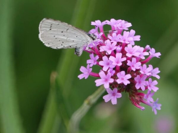 Verbena bonariensis 3 LTS - Imagen 2