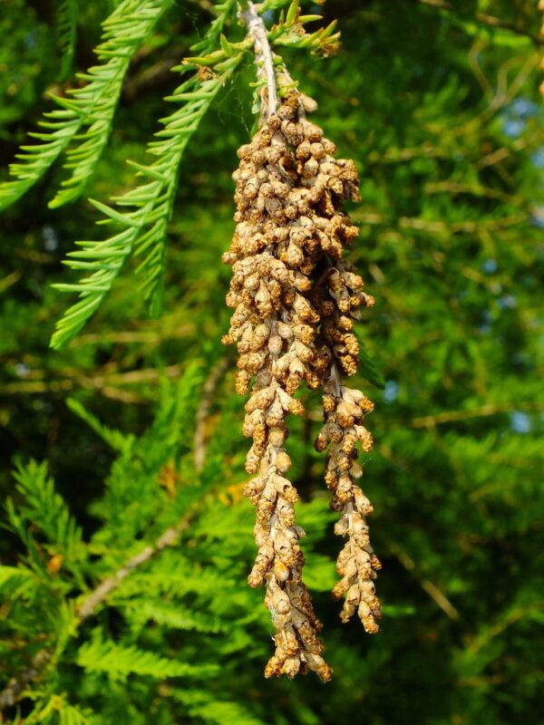 Taxodium - Ciprés Calvo 10 LTS - Imagen 3