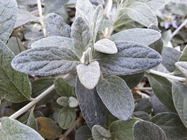 Teucrium fruticans - Olivillo 4 LTS - Imagen 2