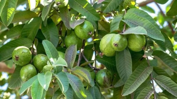 Guayaba 10 LTS