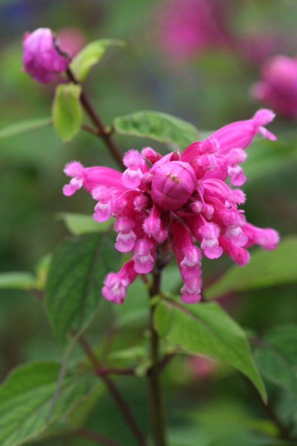 Salvia Involucrata Chica - 3 LTS - Imagen 2