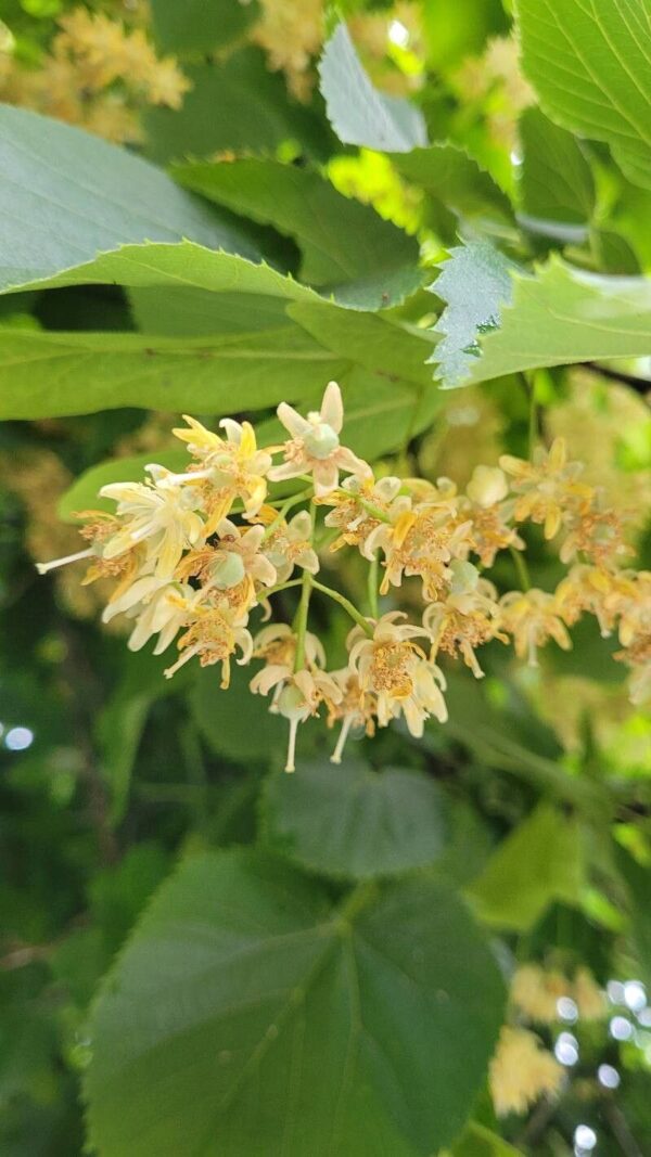 Tilo - Tilia Moltkei 15 LTS