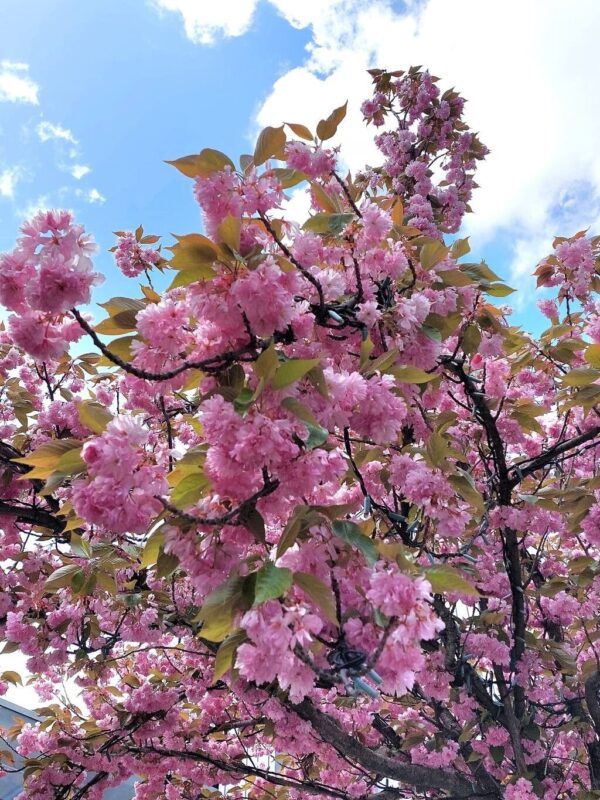 Cerezo Japonés - Sakura - Imagen 4