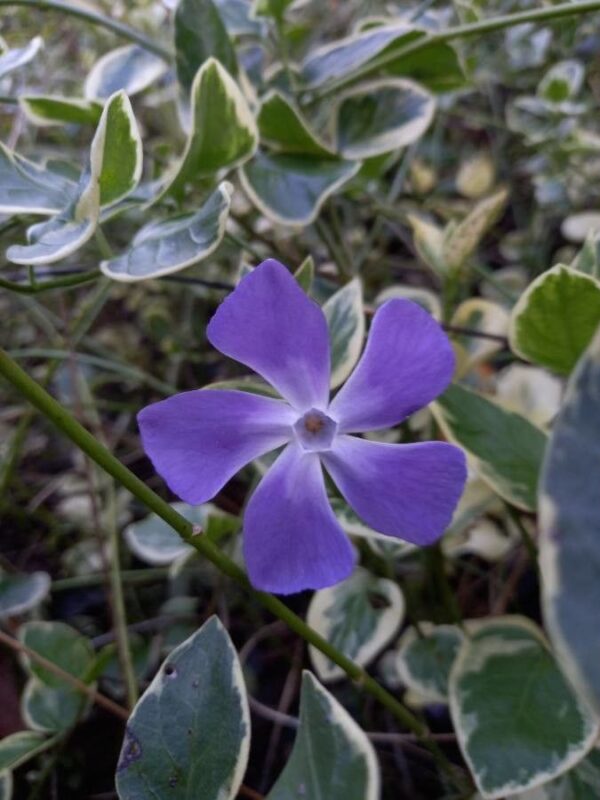 Vinca Major 3 LTS - Imagen 2